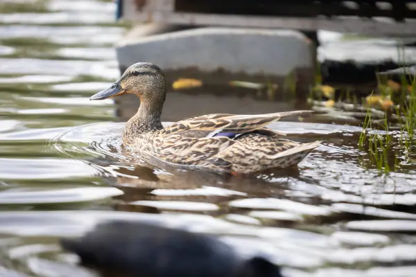 2025 gölündeki ördekler