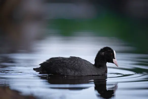 2025 gölündeki ördekler