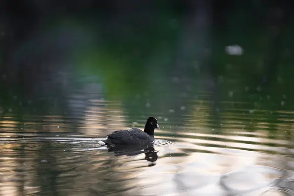 2025 gölündeki ördekler