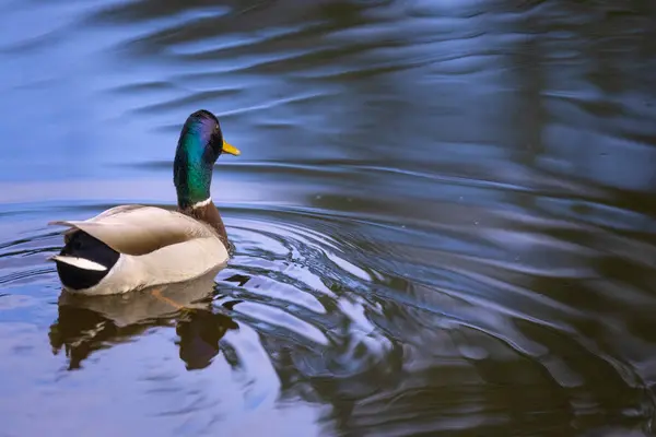 2025 gölündeki ördekler