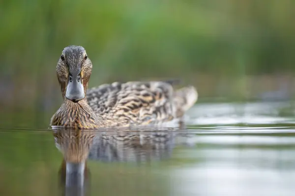 2025 gölündeki ördekler