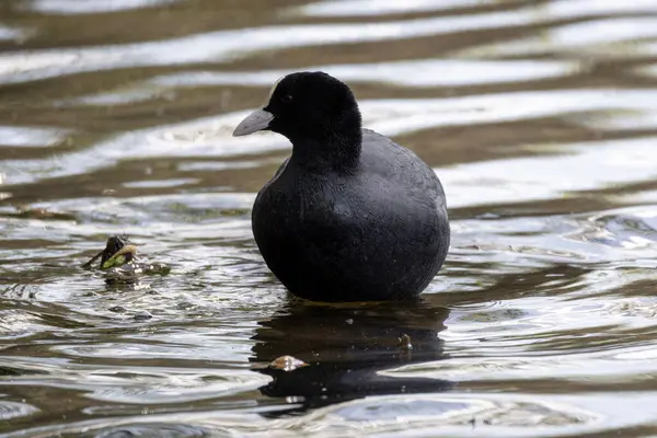 2025 gölündeki ördekler