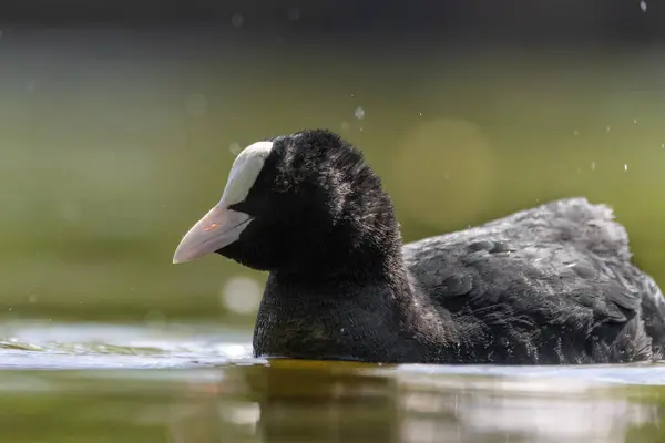 2025 gölündeki ördekler