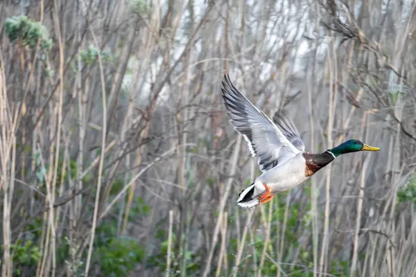 2025 gölündeki ördekler