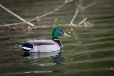 2025 gölündeki ördekler