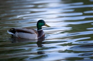 2025 gölündeki ördekler