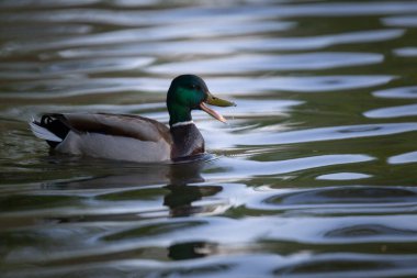 2025 gölündeki ördekler