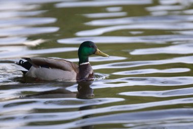 2025 gölündeki ördekler