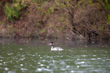 2025 gölündeki ördekler