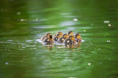 2025 gölündeki ördekler