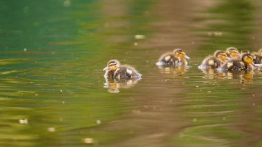 2025 gölündeki ördekler