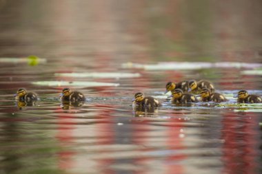 2025 gölündeki ördekler