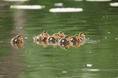 2025 gölündeki ördekler