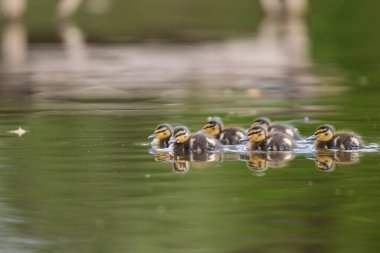 2025 gölündeki ördekler