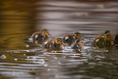 2025 gölündeki ördekler