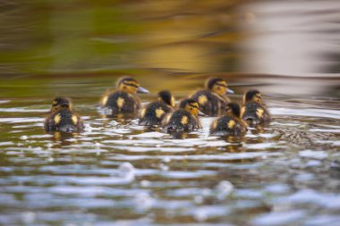 2025 gölündeki ördekler