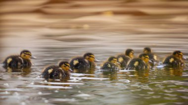 2025 gölündeki ördekler