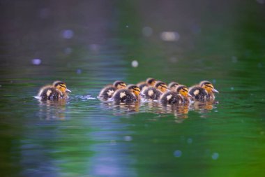 2025 gölündeki ördekler