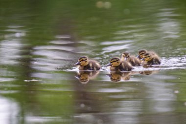 2025 gölündeki ördekler