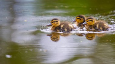 2025 gölündeki ördekler