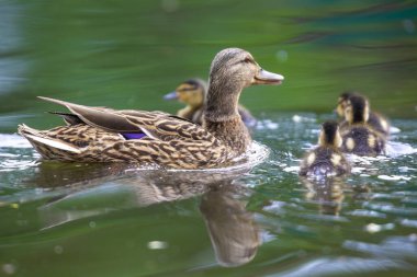 2025 gölündeki ördekler