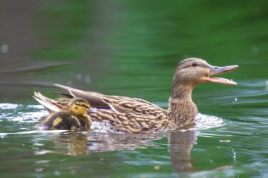 2025 gölündeki ördekler
