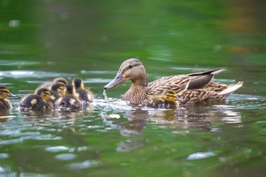 2025 gölündeki ördekler