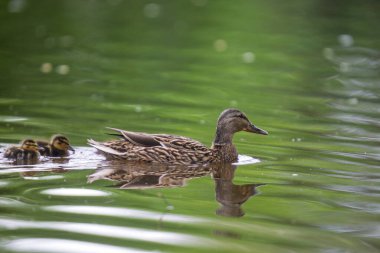 2025 gölündeki ördekler