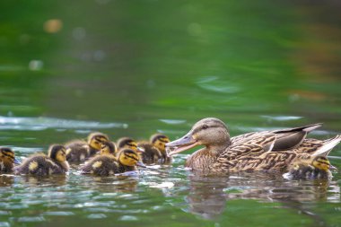 2025 gölündeki ördekler