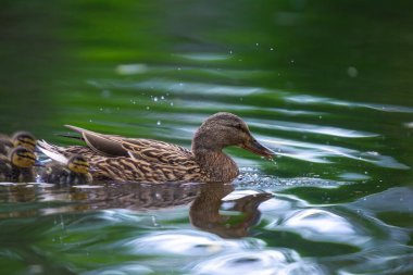 2025 gölündeki ördekler