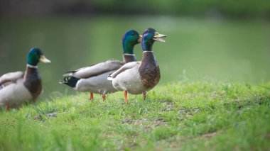 2025 gölündeki ördekler