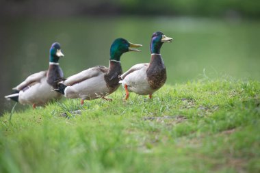 2025 gölündeki ördekler