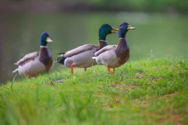 2025 gölündeki ördekler