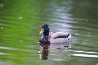 2025 gölündeki ördekler