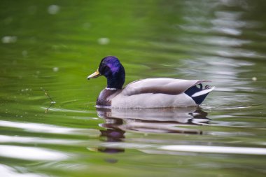 2025 gölündeki ördekler