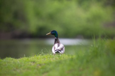 2025 gölündeki ördekler