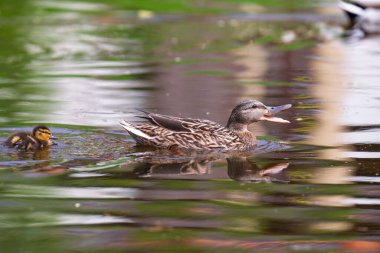 2025 gölündeki ördekler