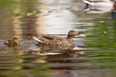 2025 gölündeki ördekler
