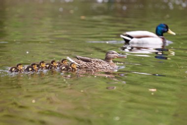 2025 gölündeki ördekler