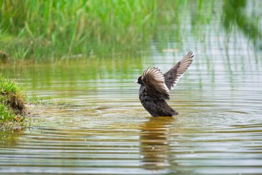 2025 gölündeki ördekler