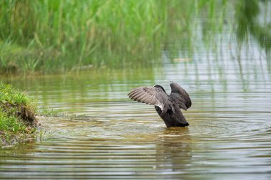 2025 gölündeki ördekler