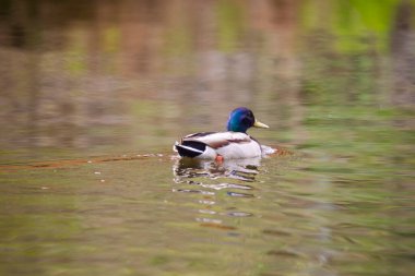 2025 gölündeki ördekler
