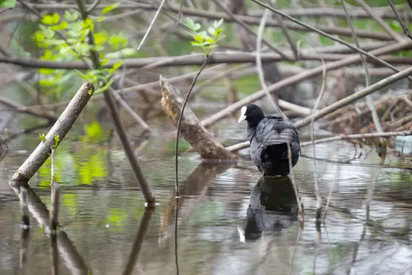 2025 gölündeki ördekler