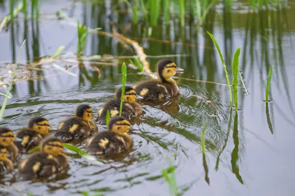 2025 gölündeki ördekler