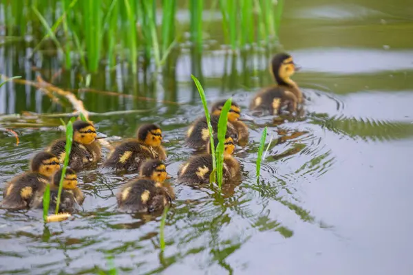2025 gölündeki ördekler