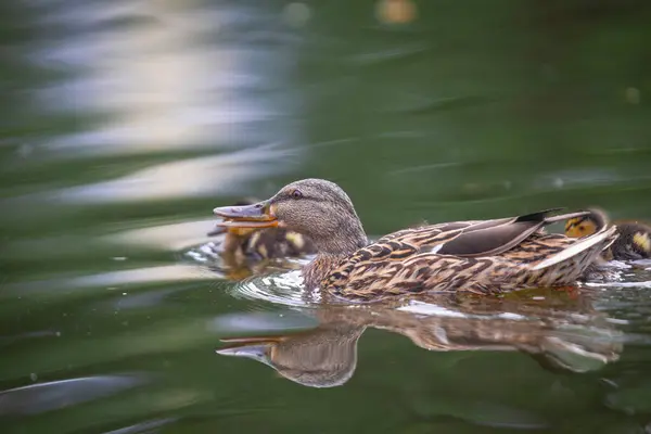 2025 gölündeki ördekler