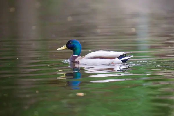 2025 gölündeki ördekler