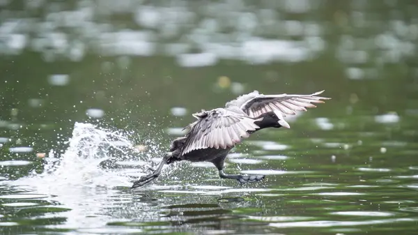 2025 gölündeki ördekler
