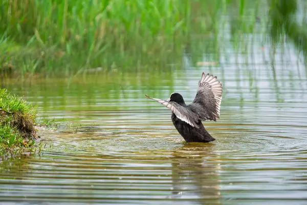 2025 gölündeki ördekler
