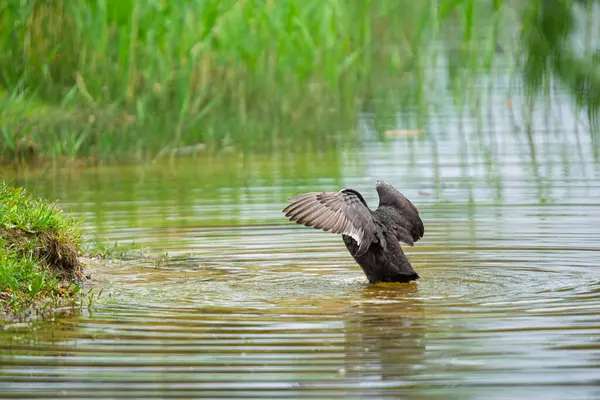 2025 gölündeki ördekler